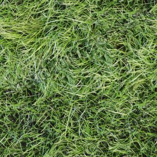 Photo High Resolution Seamless Grass Texture 0001